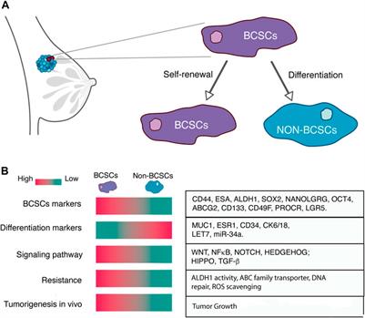 Signaling pathways governing the maintenance of breast cancer stem cells and their therapeutic implications